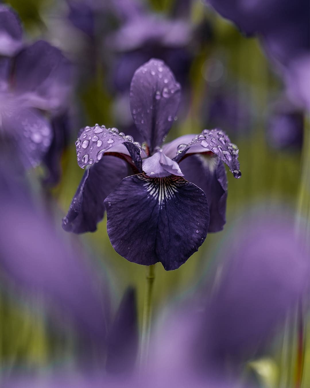 2008. Blue Iris — PANTONE 18-3943