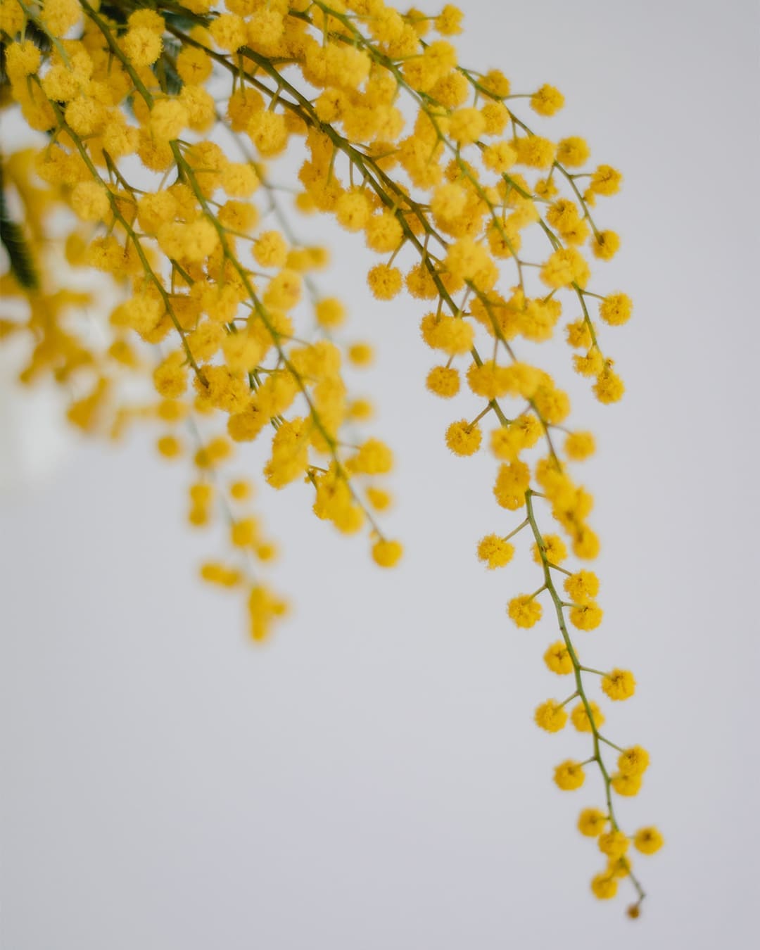 2009. Mimosa — PANTONE 14-0848