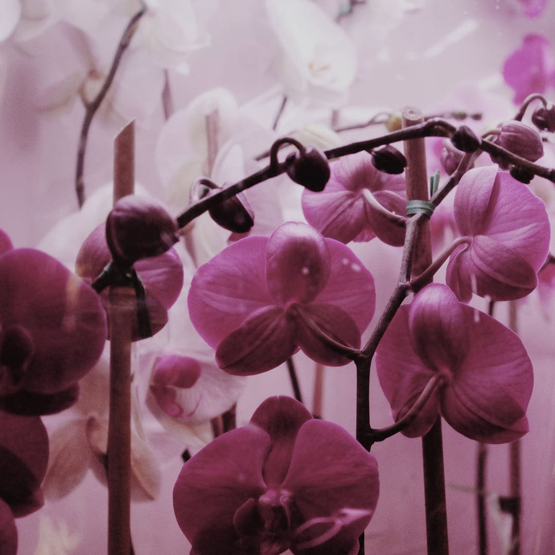 2014. Radiant Orchid — PANTONE 18-3224