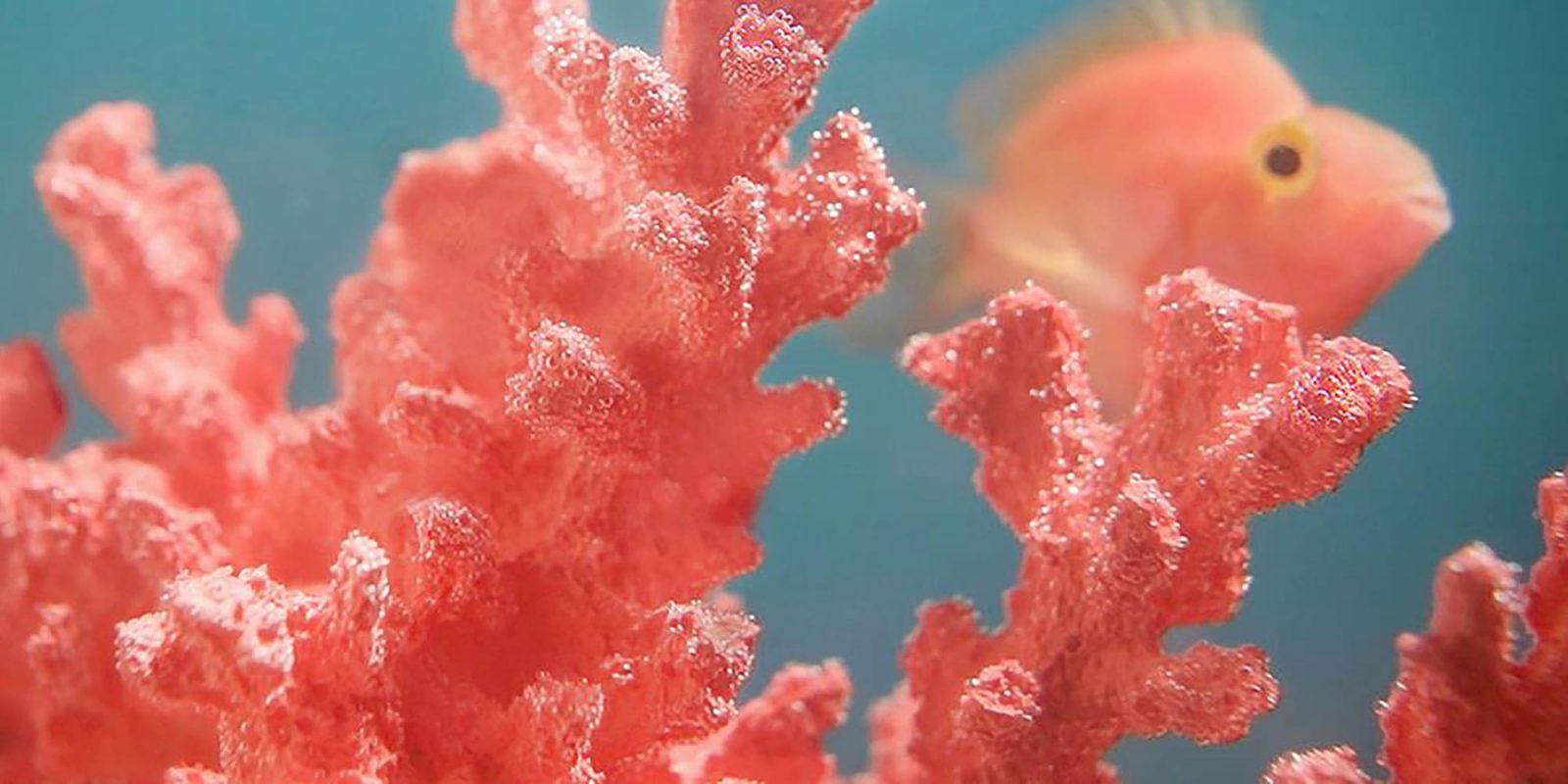 2019. Living Coral — PANTONE 16-1546