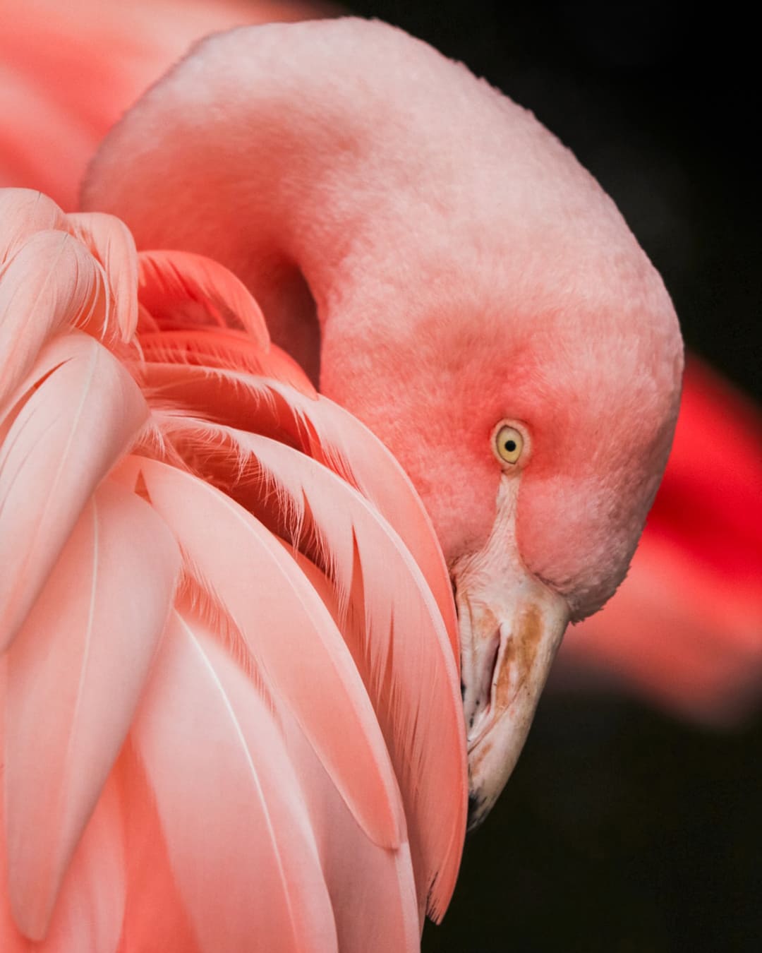 2019. Living Coral — PANTONE 16-1546